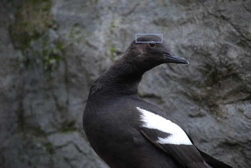 Brandt_Cormorant_0040_23144_nape.jpg