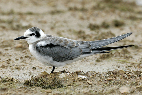 Black_Tern_0101_144331.jpg