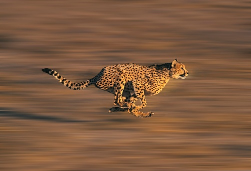 cheetah (1).jpg
