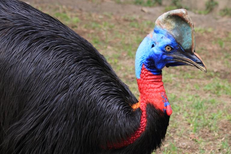 cassowary.jpg