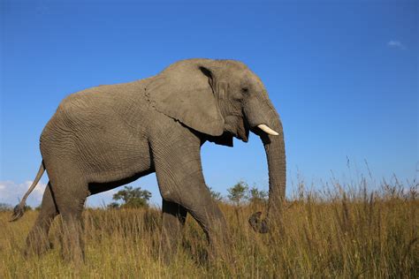 elephant.jpeg