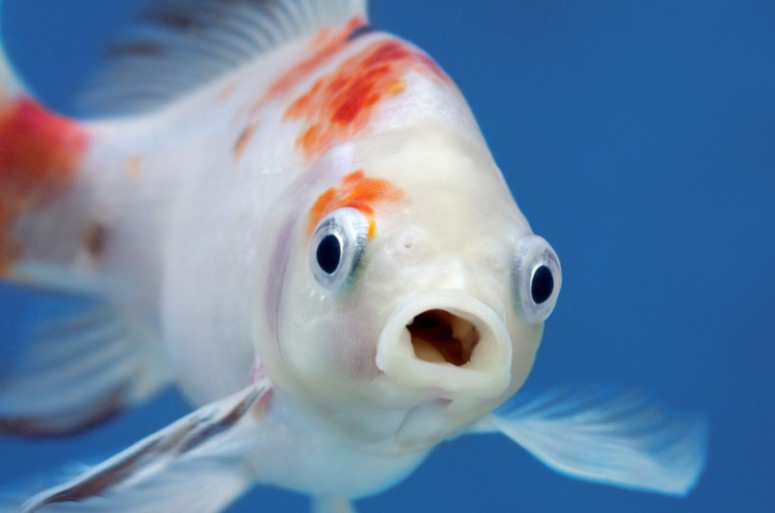 fish_example.jpg