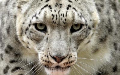 snow leopard.jpg