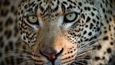 african leopard.jpg