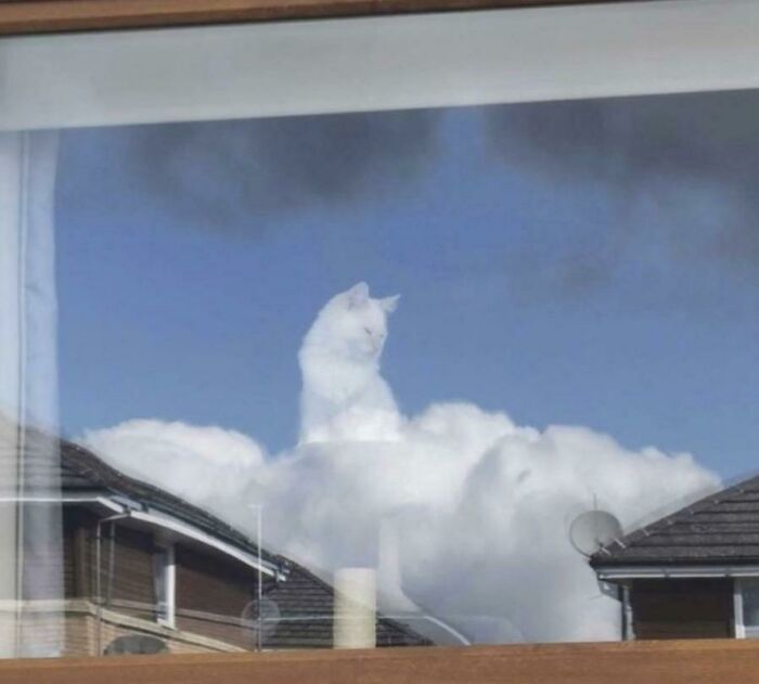 cat_cloud.jpeg