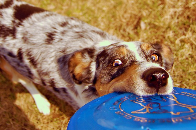 dog_with_frisbee.png