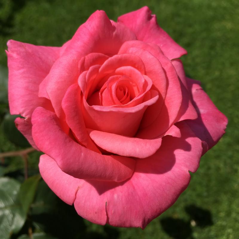 rose.jpg