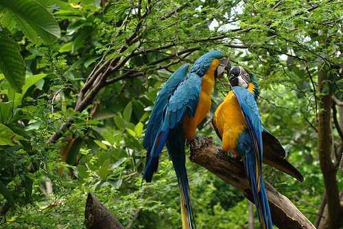 n01818515_macaw.JPEG