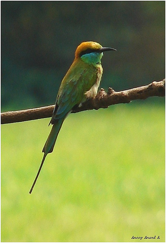 n01828970_bee_eater.jpg