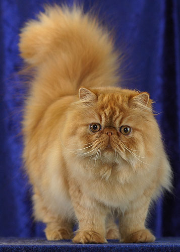 cat_persian.jpg