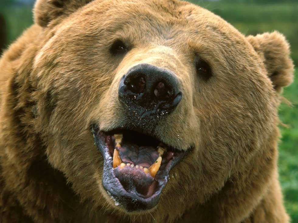 grizzly.jpg