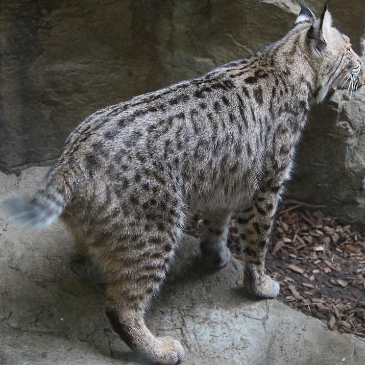 bobcat_Img-6695.jpg