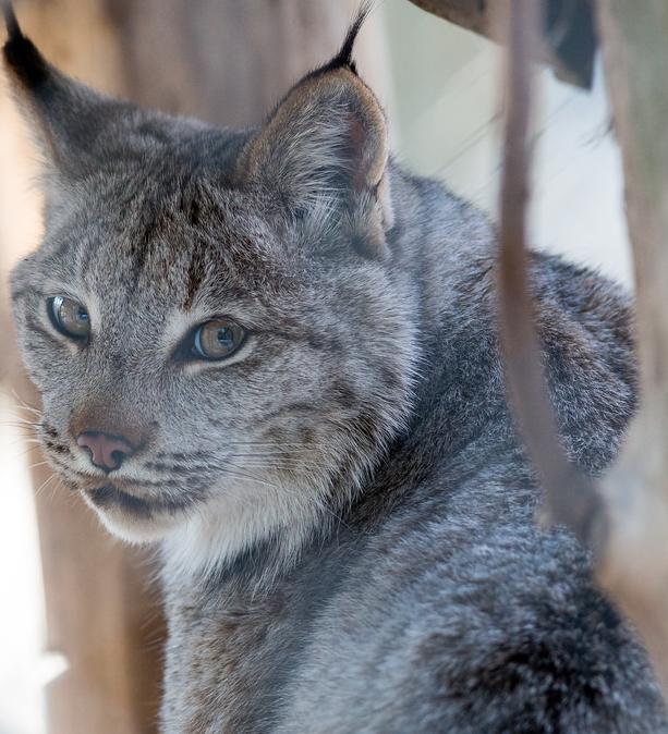 bobcat_Img-6731.jpg