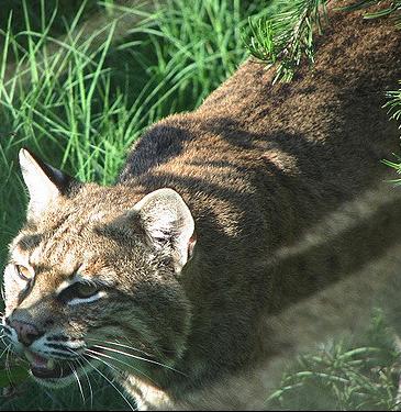 bobcat_Img-6858.jpg