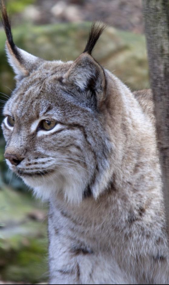 bobcat_Img-7096.jpg