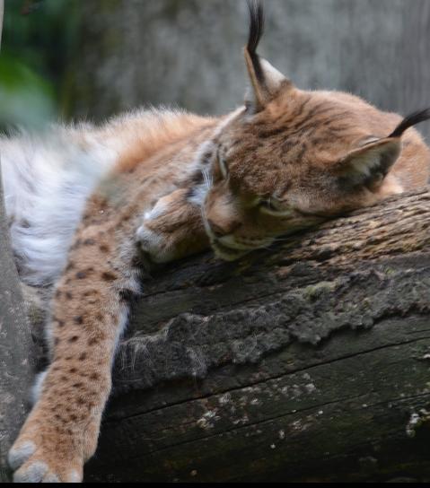 bobcat_Img-7207.jpg