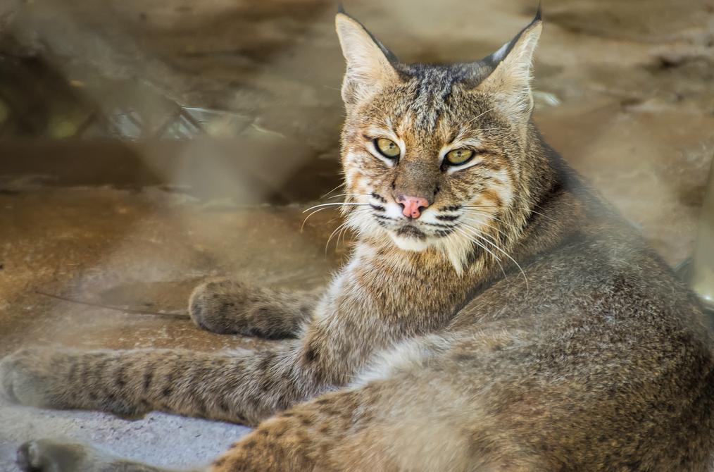 bobcat_Img-7234.jpg