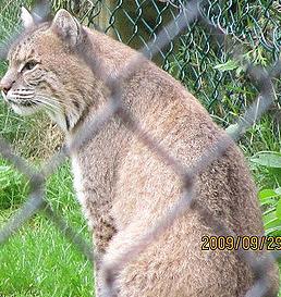 bobcat_Img-7257.jpg