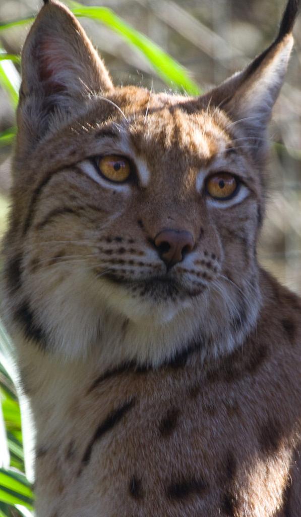 bobcat_Img-7370.jpg