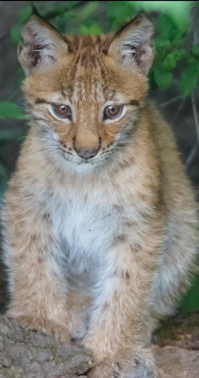 bobcat_Img-7711.jpg