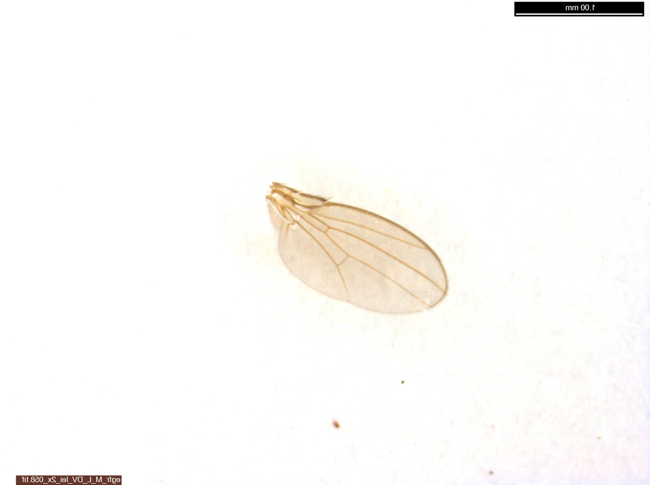 drosophila-wing-5.jpg