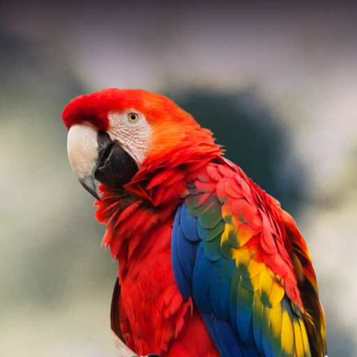 macaw.png