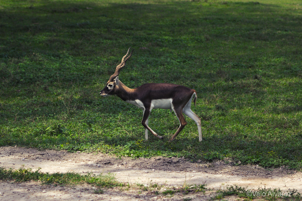 Antilope cervicapra_33.jpg