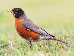 american_robin.jpeg