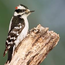 downy_woodpecker.jpeg