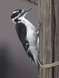 hairy_woodpecker.jpeg