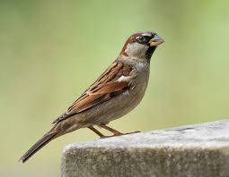 house_sparrow.jpeg