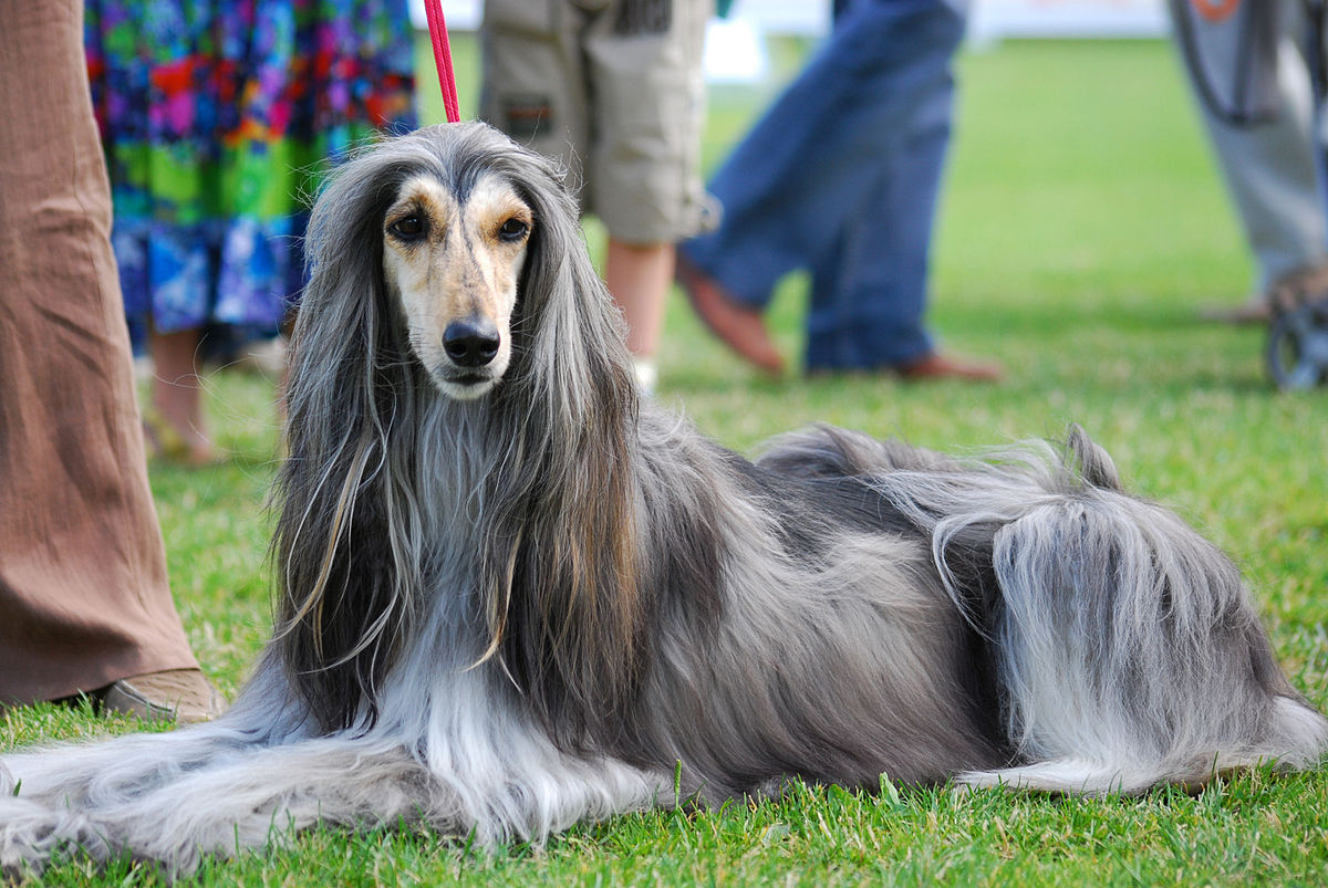 afghan_hound.jpg