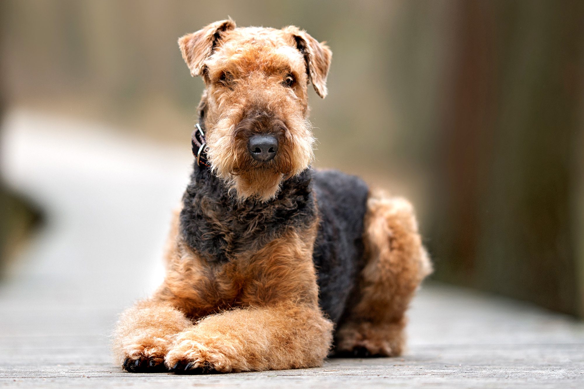 airedale.jpg