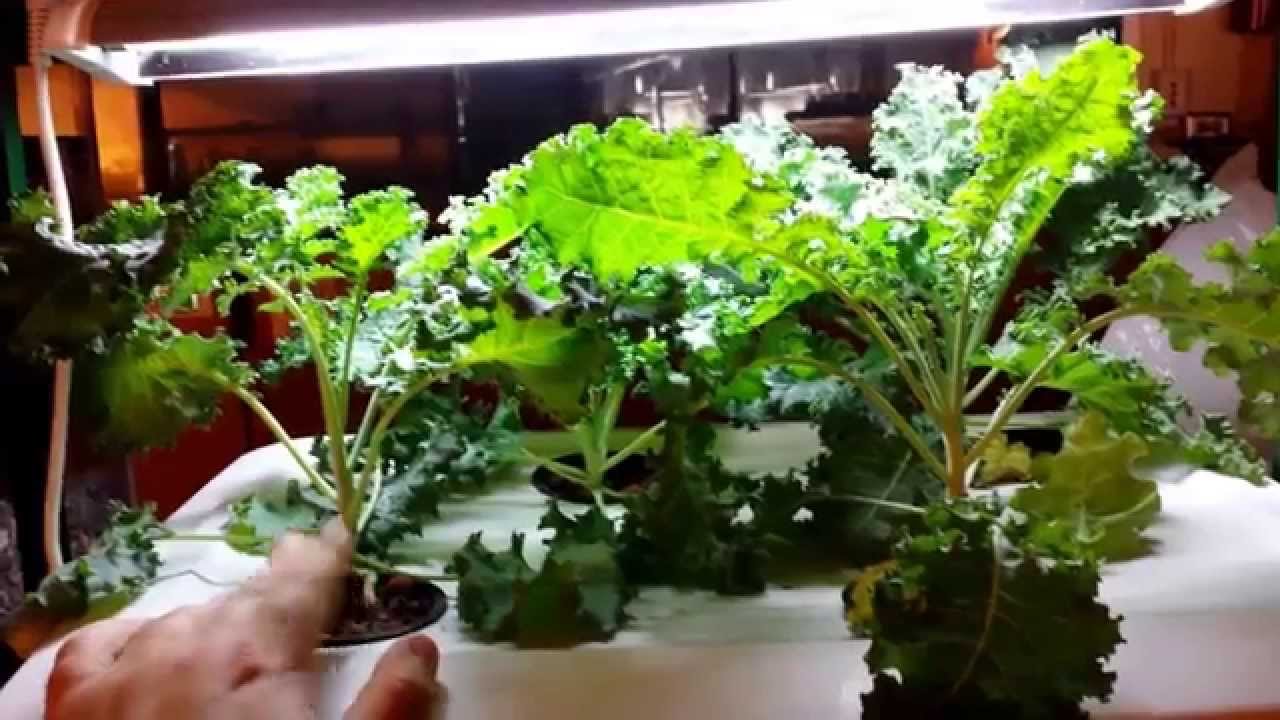 healthy_hydro_kale.jpg