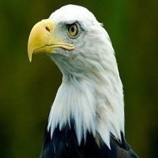 Bald_eagle_5.jpg