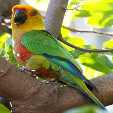 Jandaya_parakeet_5.jpg