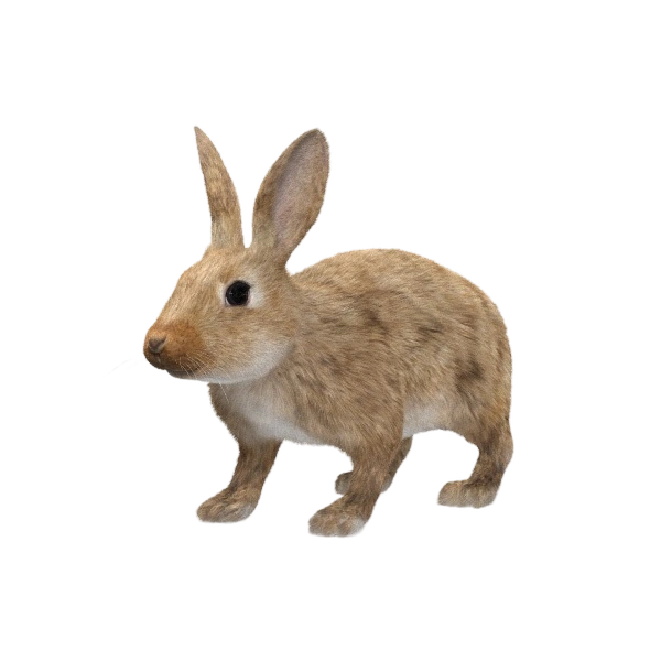 Rabbit.png