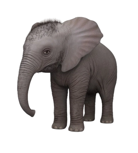 Baby_Elephant.png