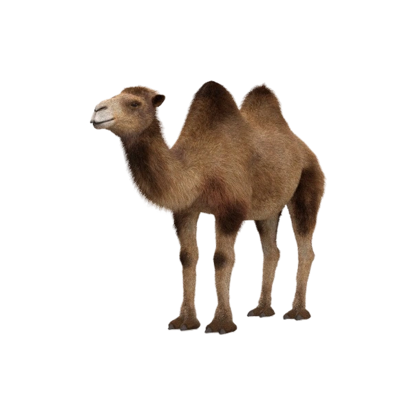 Camel_600.png