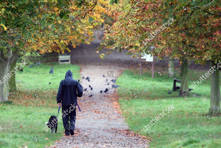 02912250---a-black-panther-has-been-spotted-in-weald-park-brentwood-essex-britain-shutterstock-editorial-618335e.jpg