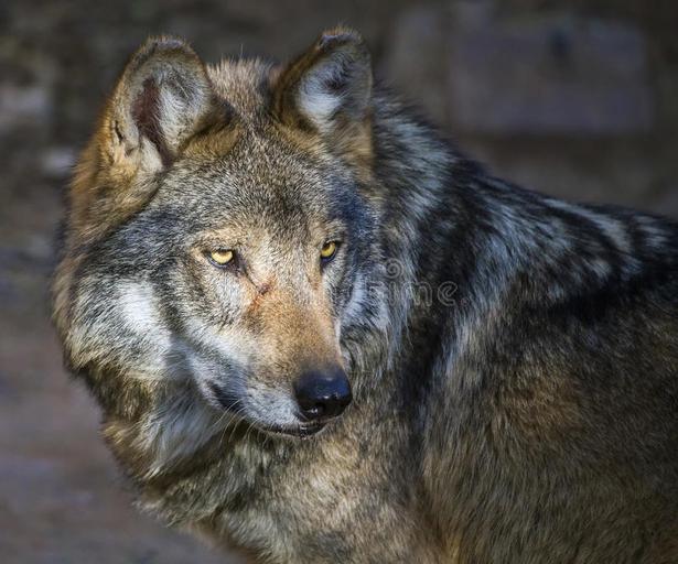 05621572---mexican-gray-wolf-canis-lupus-baileyi-closeup-portrait-85988862.jpg