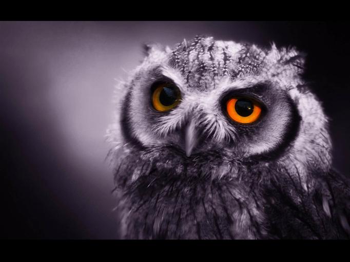 01150906---owl-background-fresh-wallpapers-funny-owl-ideas-of-owl-background.jpg