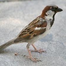 HOUSE SPARROW.jpg