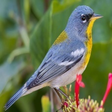 NORTHERN PARULA.jpg