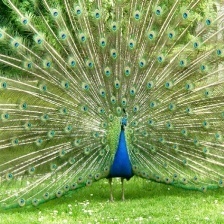 PEACOCK.jpg