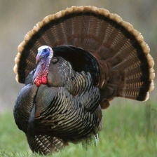 WILD TURKEY.jpg