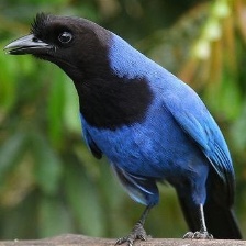 AZURE JAY.jpg