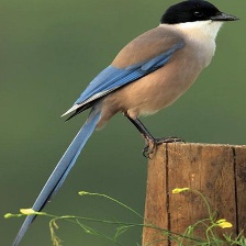 IBERIAN MAGPIE.jpg