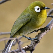 MALAGASY WHITE EYE.jpg