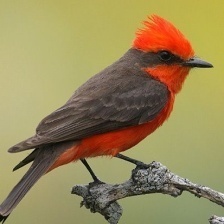 VERMILION FLYCATCHER.jpg